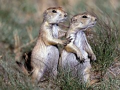 Friends Forever, Black Tailed Prairie Dogs